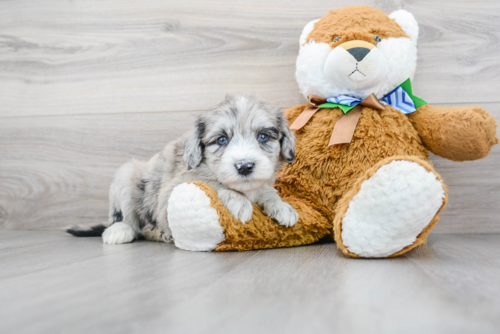 Mini Sheepadoodle Puppy for Adoption