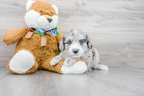 Cute Mini Sheepadoodle Baby