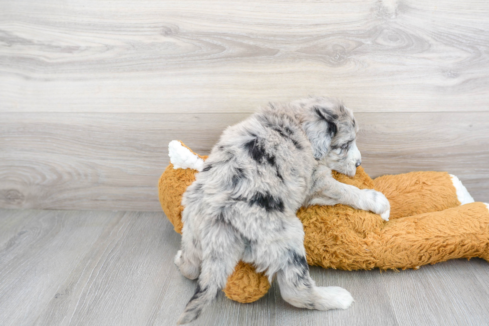 Little Sheep Dog Poodle Mix Puppy