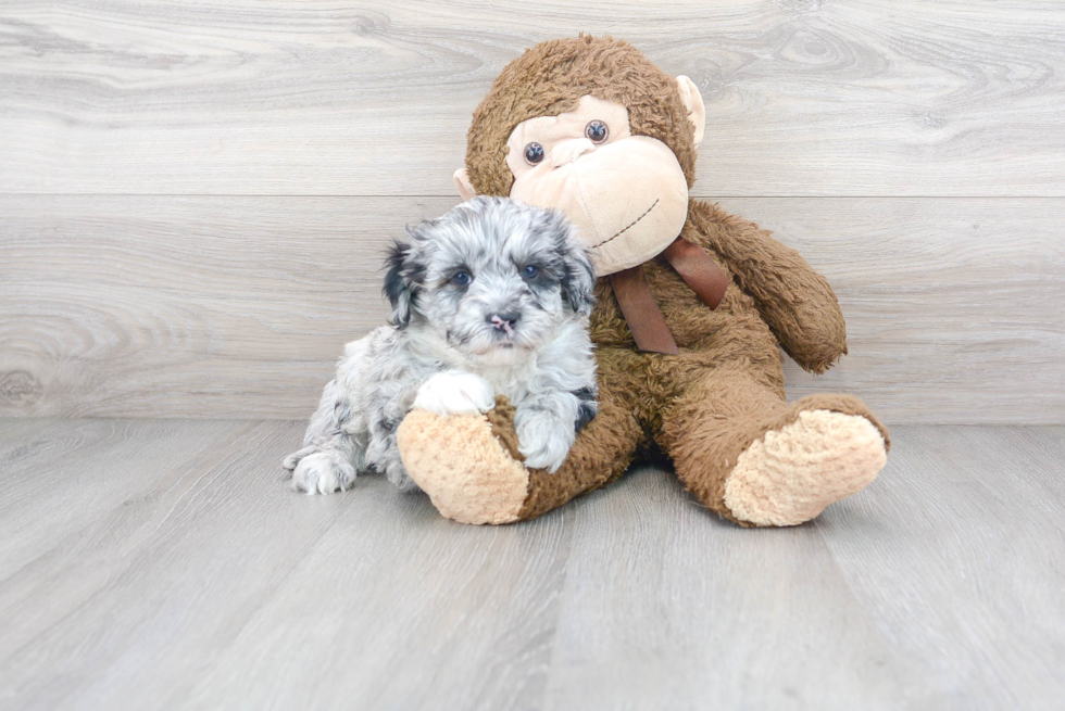 Energetic Sheep Dog Poodle Mix Puppy