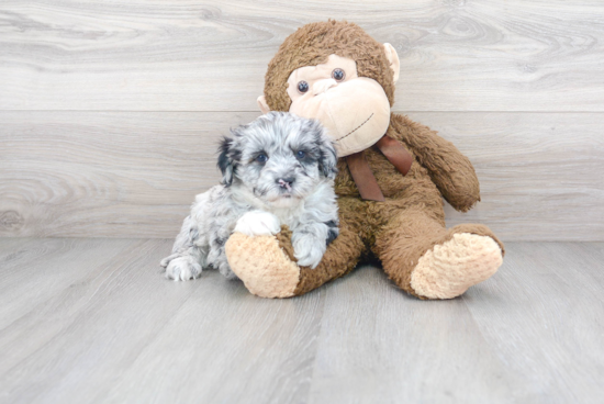 Energetic Sheep Dog Poodle Mix Puppy