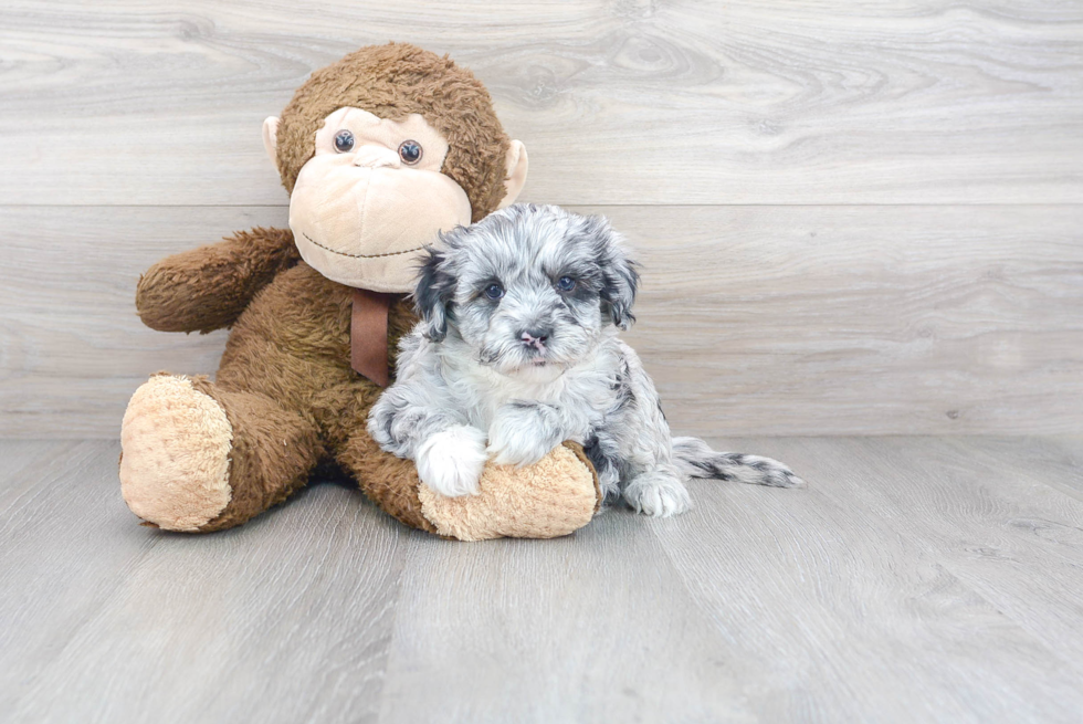 Mini Sheepadoodle Puppy for Adoption