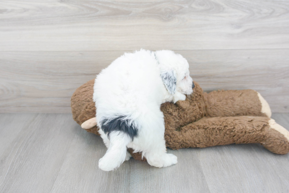 Mini Sheepadoodle Pup Being Cute