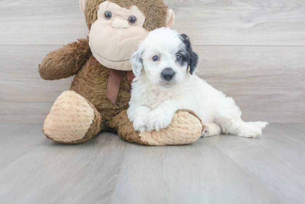 Mini Sheepadoodle Pup Being Cute