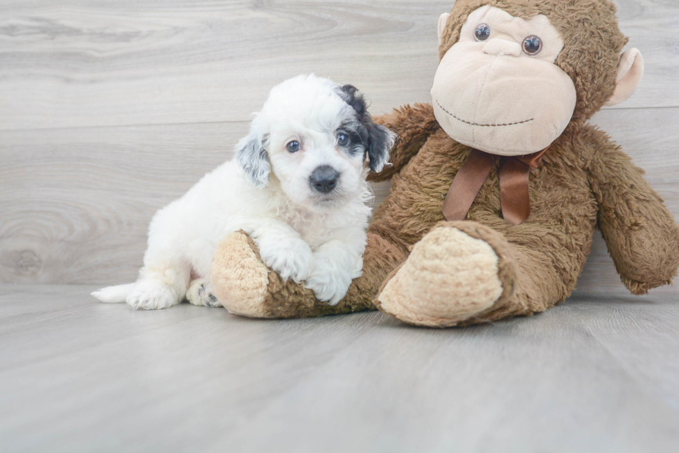 Mini Sheepadoodle Pup Being Cute