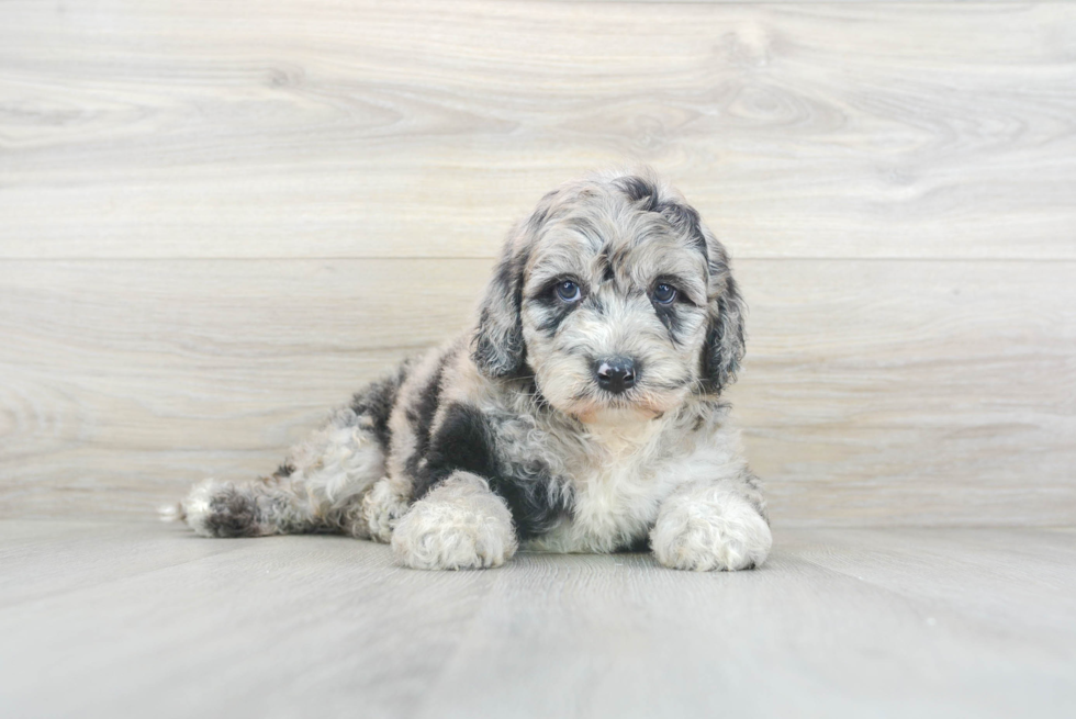 Popular Mini Sheepadoodle Poodle Mix Pup