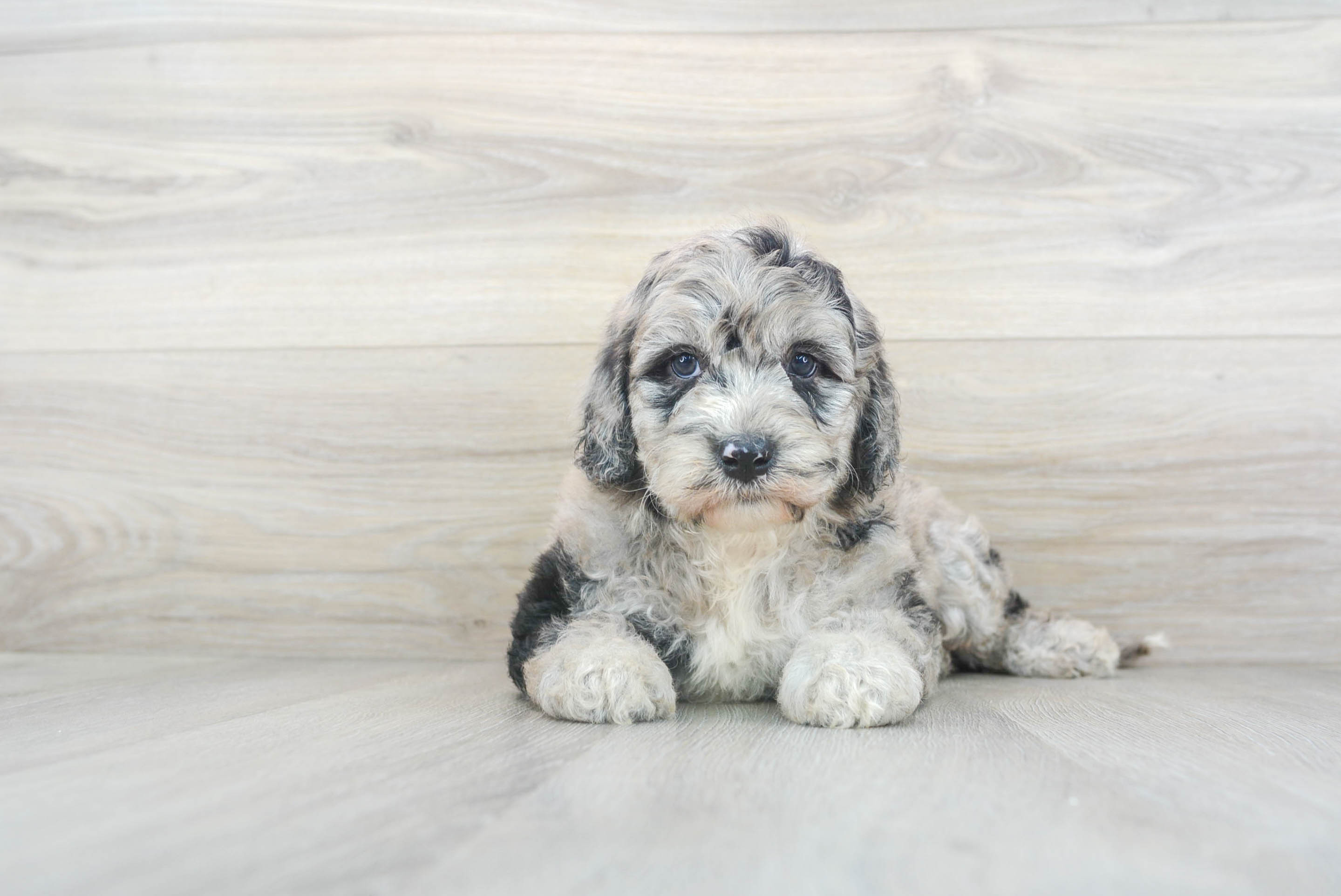 Mini Sheepadoodle Pup Being Cute