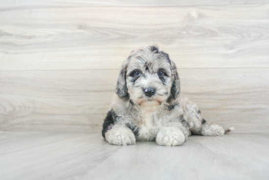 Mini Sheepadoodle Pup Being Cute