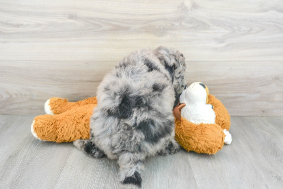 Best Mini Sheepadoodle Baby