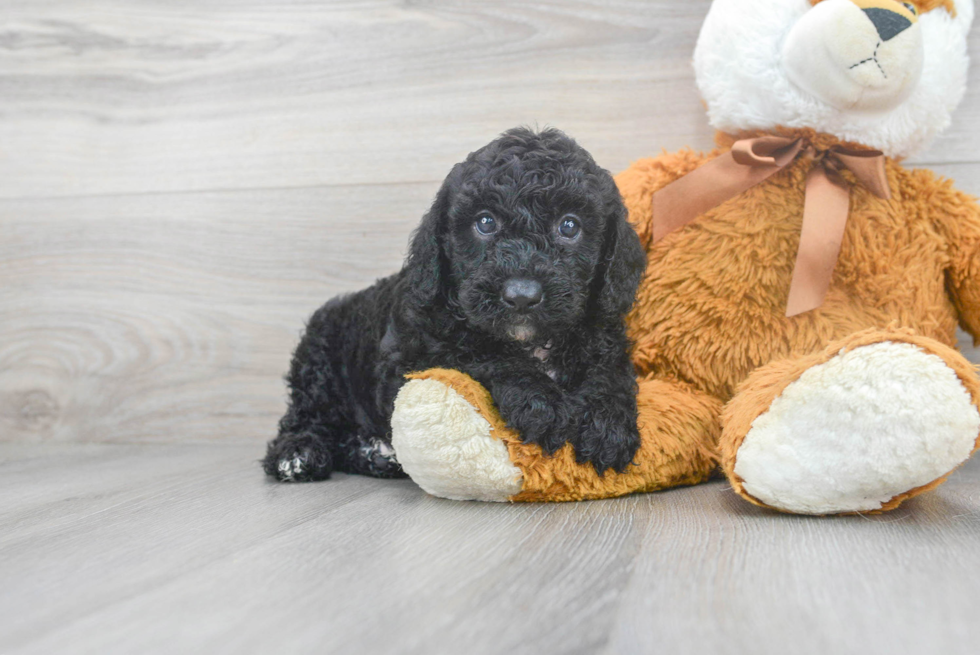 Mini Sheepadoodle Pup Being Cute