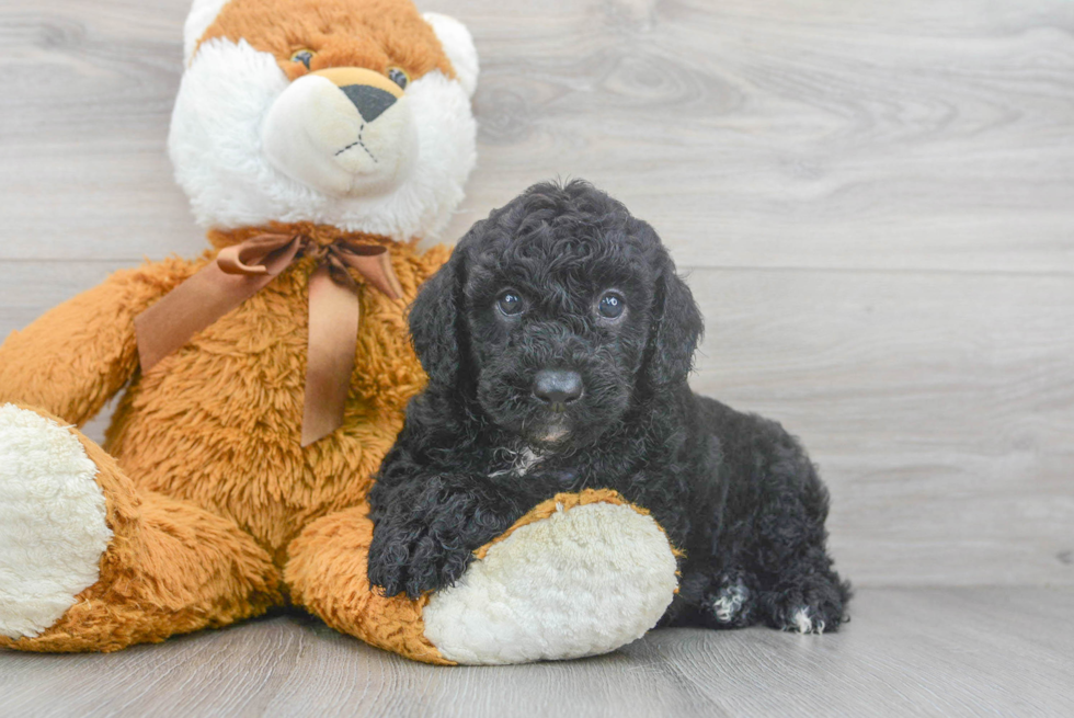 Best Mini Sheepadoodle Baby