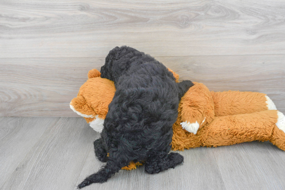 Little Sheep Dog Poodle Mix Puppy