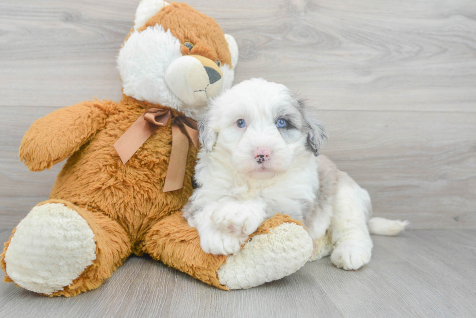 Adorable Sheep Dog Poodle Mix Puppy