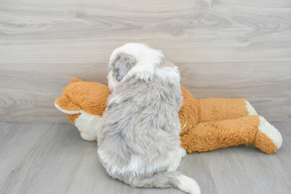 Happy Mini Sheepadoodle Baby