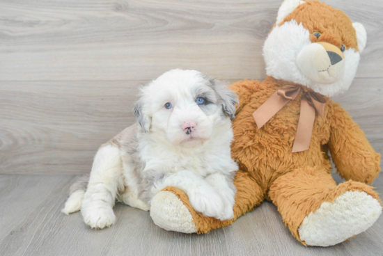 Smart Mini Sheepadoodle Poodle Mix Pup