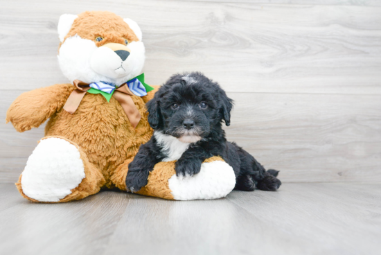 Best Mini Sheepadoodle Baby