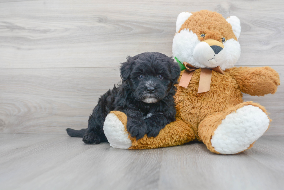 Cute Mini Sheepadoodle Baby