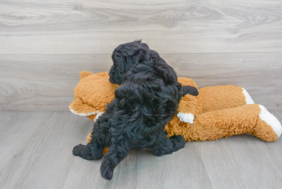 Best Mini Sheepadoodle Baby