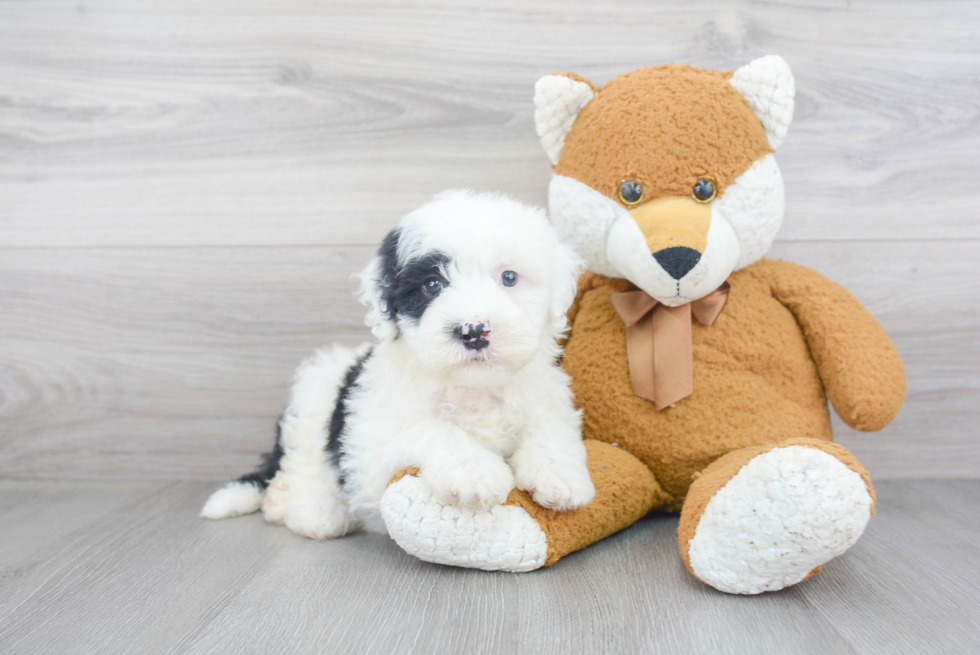 Mini Sheepadoodle Puppy for Adoption