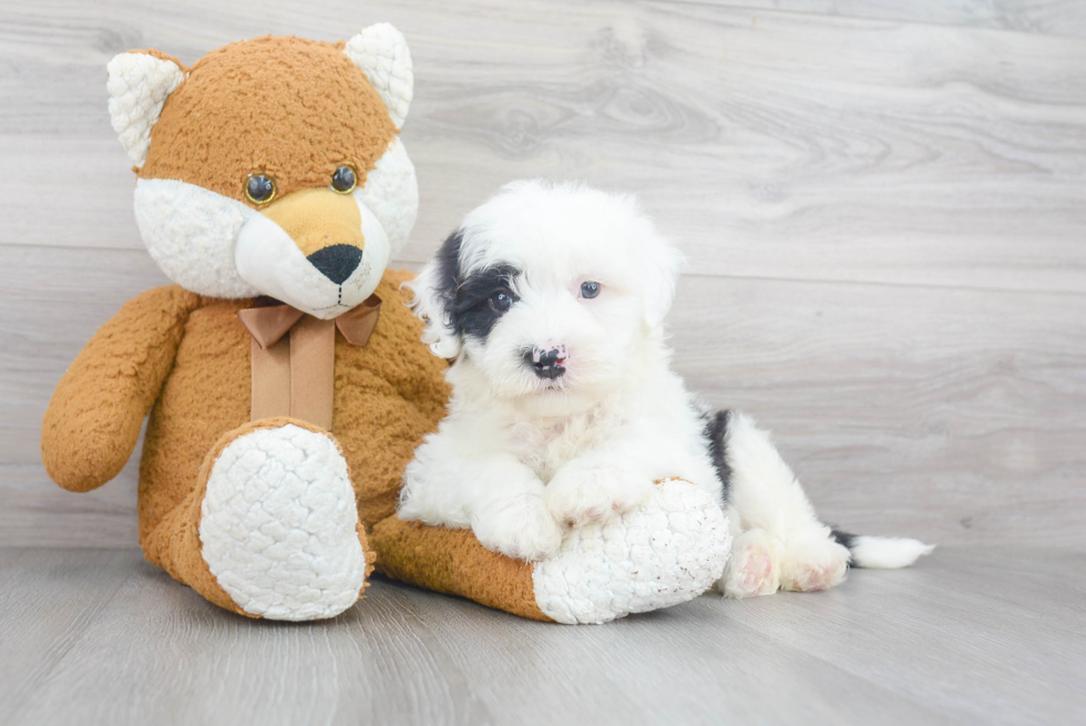 Mini Sheepadoodle Puppy for Adoption