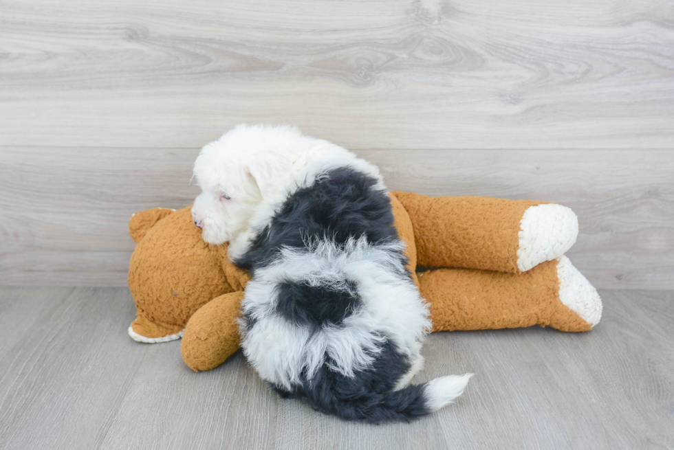 Best Mini Sheepadoodle Baby