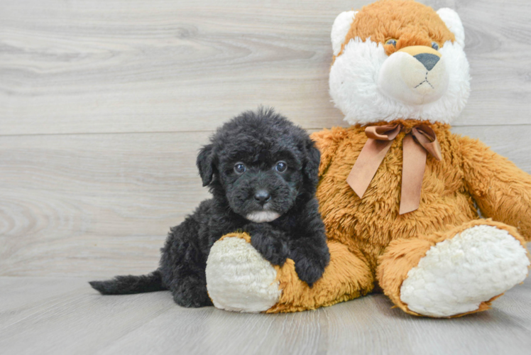 Fluffy Mini Sheepadoodle Poodle Mix Pup