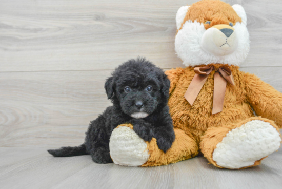 Fluffy Mini Sheepadoodle Poodle Mix Pup