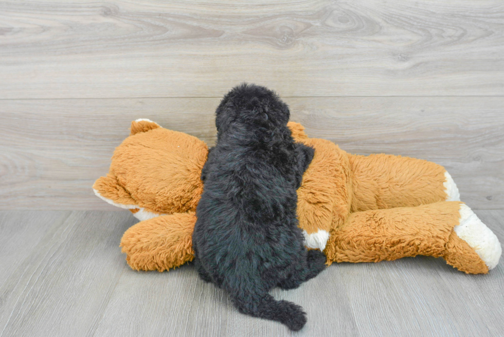 Smart Mini Sheepadoodle Poodle Mix Pup