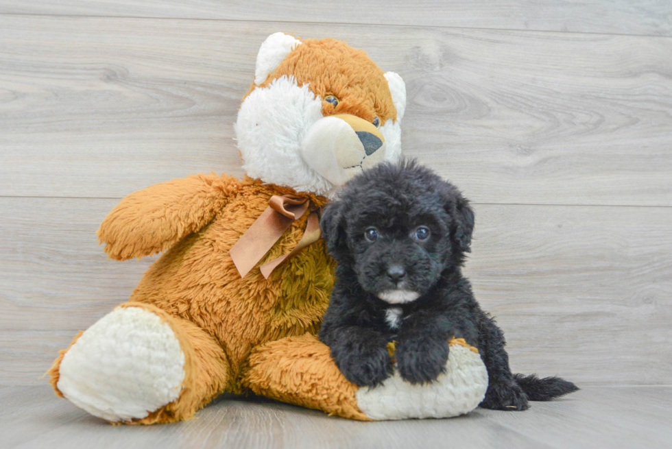 Best Mini Sheepadoodle Baby