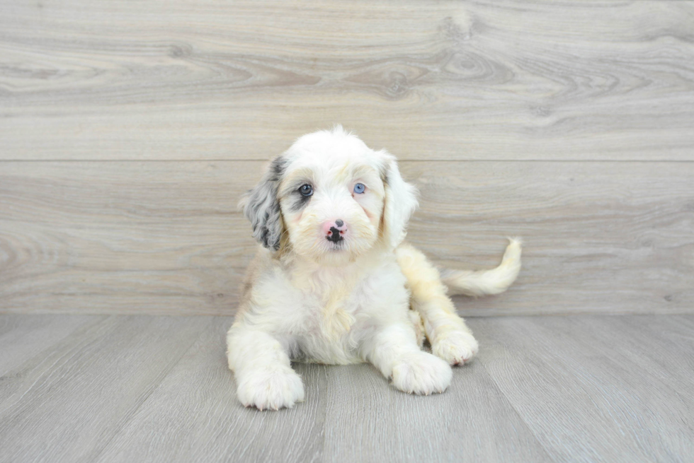 Small Mini Sheepadoodle Baby