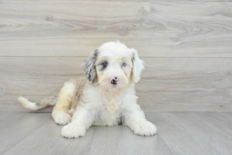 Best Mini Sheepadoodle Baby