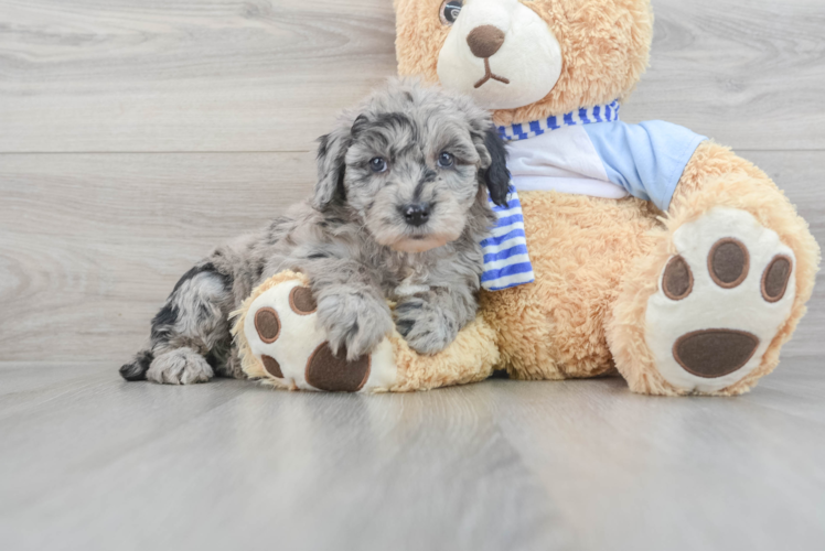 Best Mini Sheepadoodle Baby