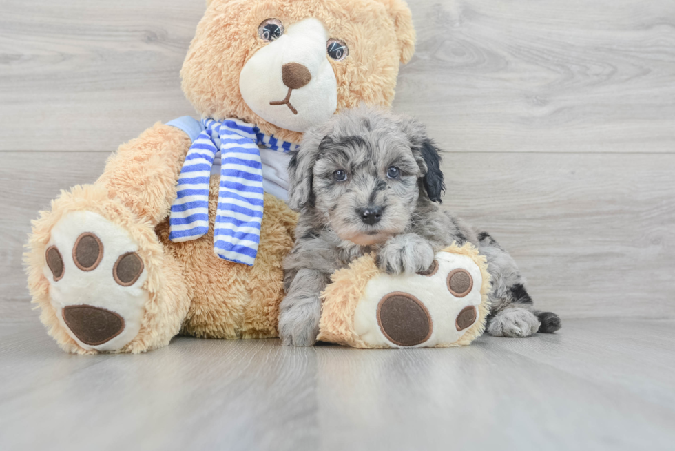 Hypoallergenic Sheep Dog Poodle Mix Puppy