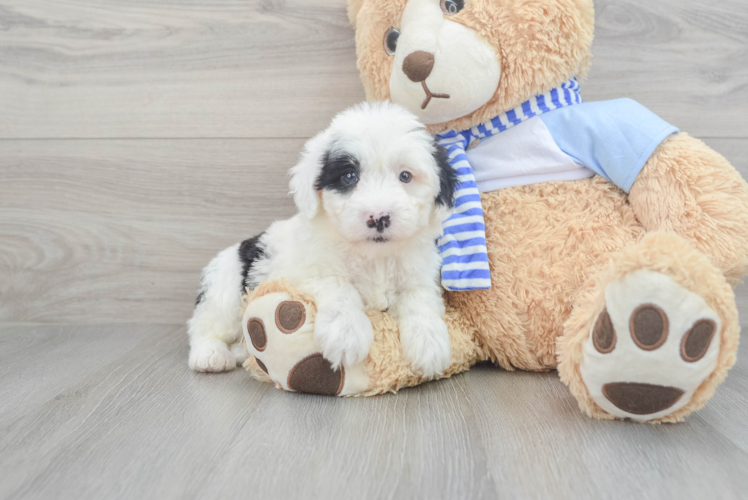 Mini Sheepadoodle Puppy for Adoption
