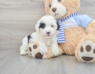 Mini Sheepadoodle | Full Breed Info | Premier Pups