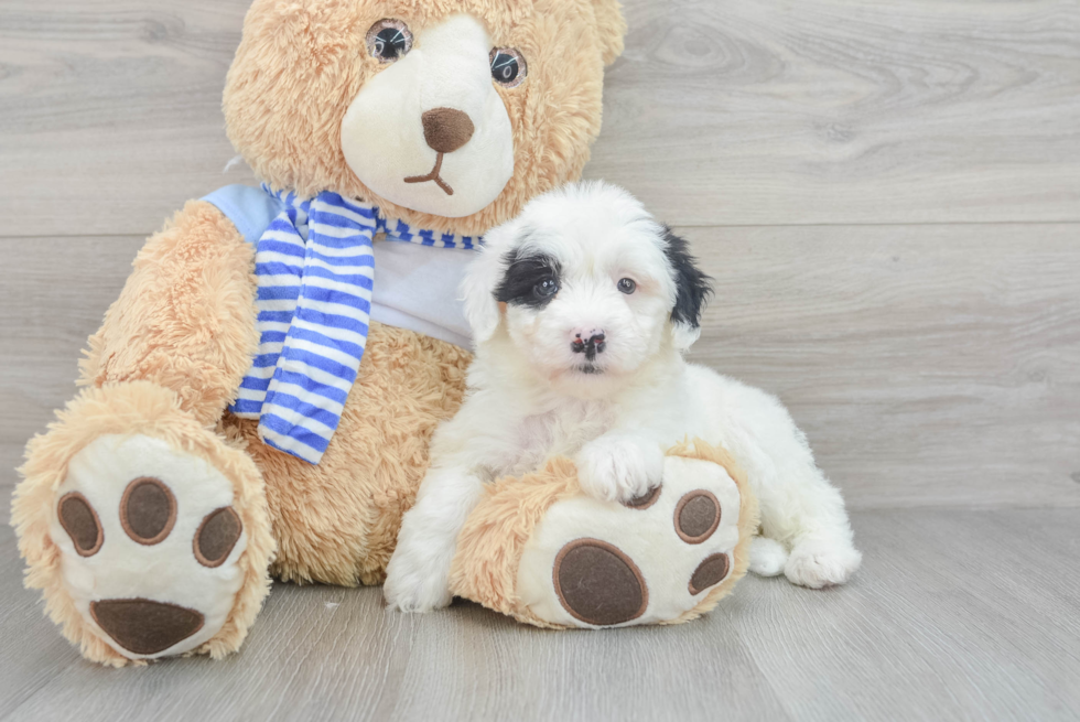 Playful Sheep Dog Poodle Mix Puppy