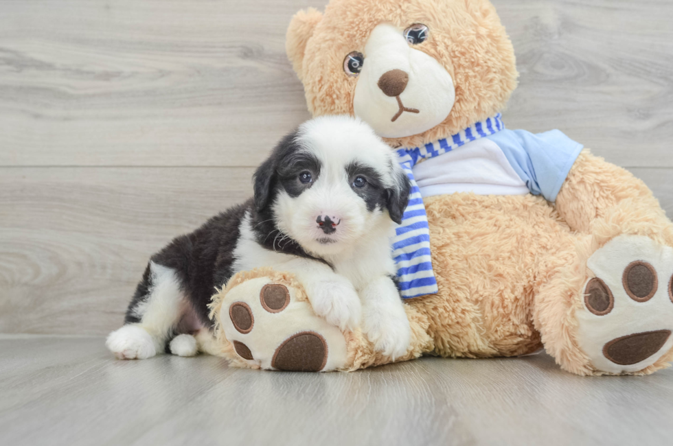 7 week old Mini Sheepadoodle Puppy For Sale - Premier Pups