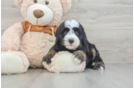 Best Mini Sheepadoodle Baby