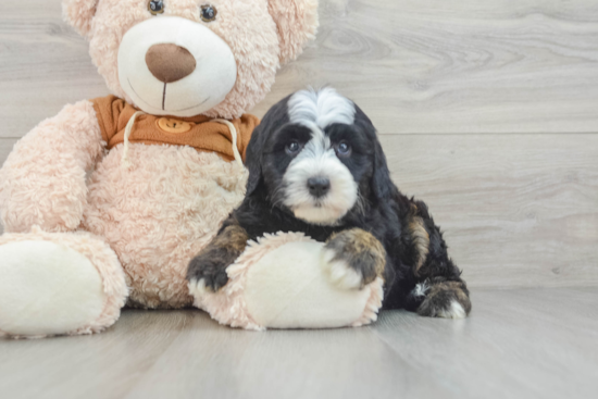 Best Mini Sheepadoodle Baby