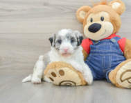 8 week old Mini Sheepadoodle Puppy For Sale - Premier Pups