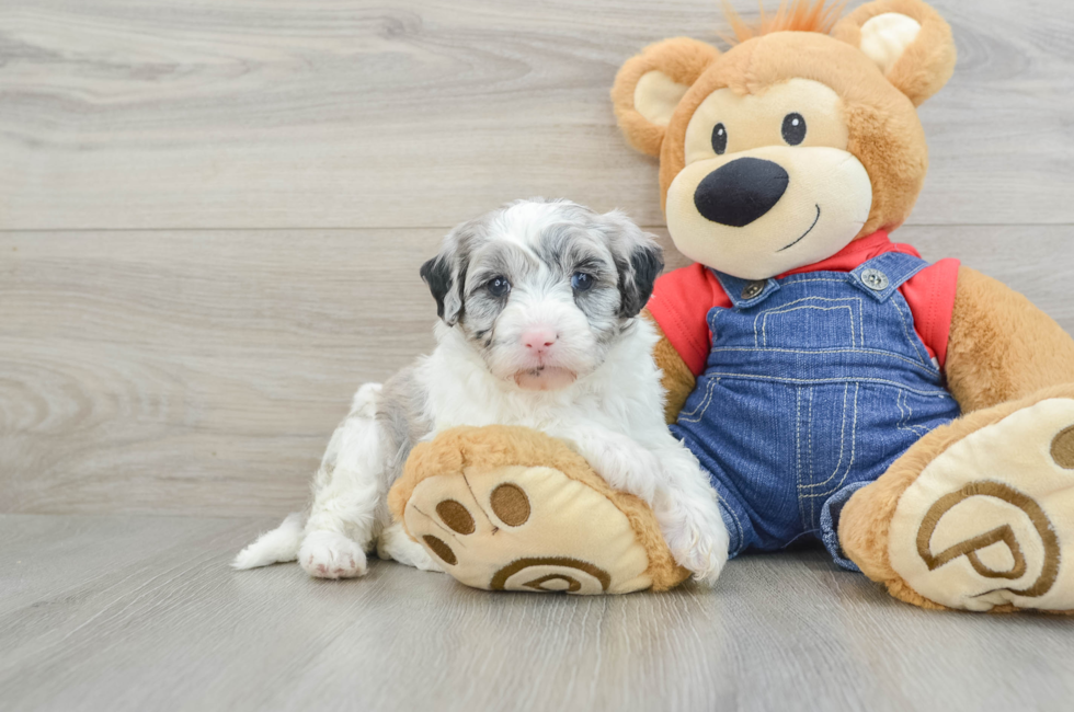 6 week old Mini Sheepadoodle Puppy For Sale - Premier Pups