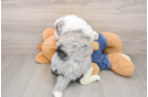 Adorable Sheepdogpoo Poodle Mix Puppy