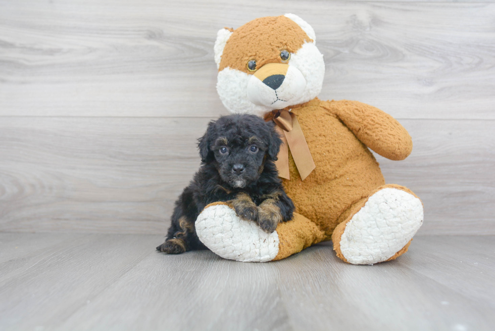 Adorable Sheep Dog Poodle Mix Puppy