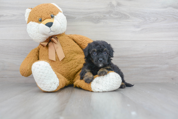 Best Mini Sheepadoodle Baby