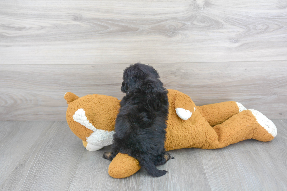 Playful Sheep Dog Poodle Mix Puppy