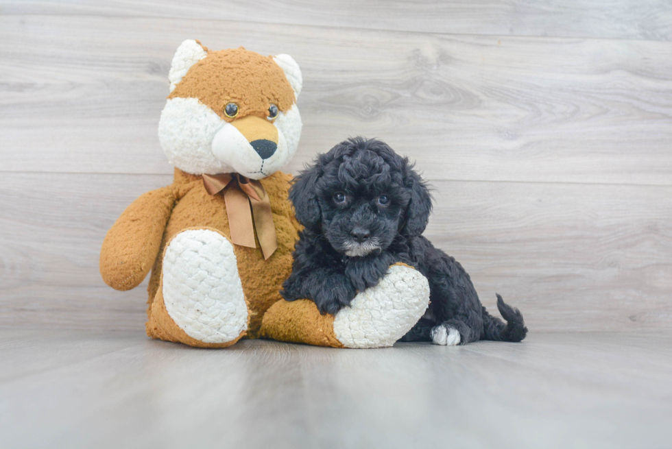 Mini Sheepadoodle Puppy for Adoption