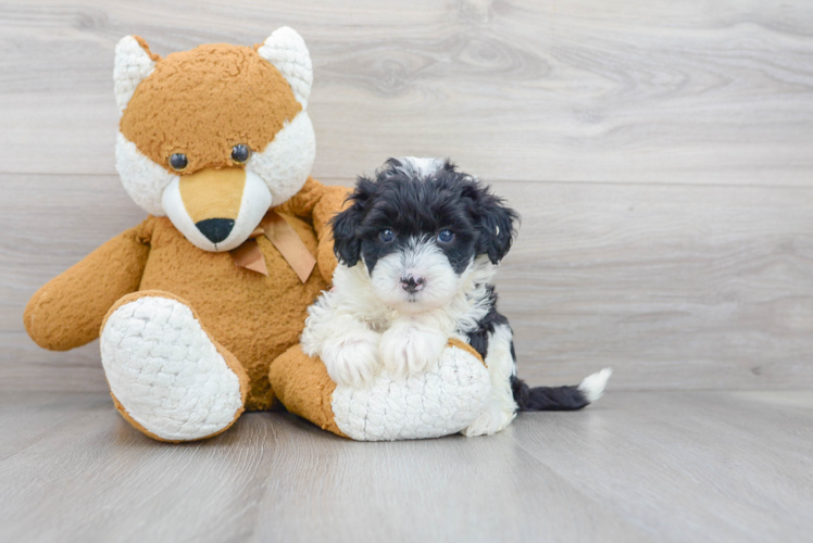 Mini Sheepadoodle Puppy for Adoption