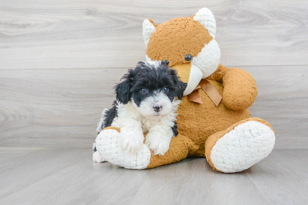 Friendly Mini Sheepadoodle Baby