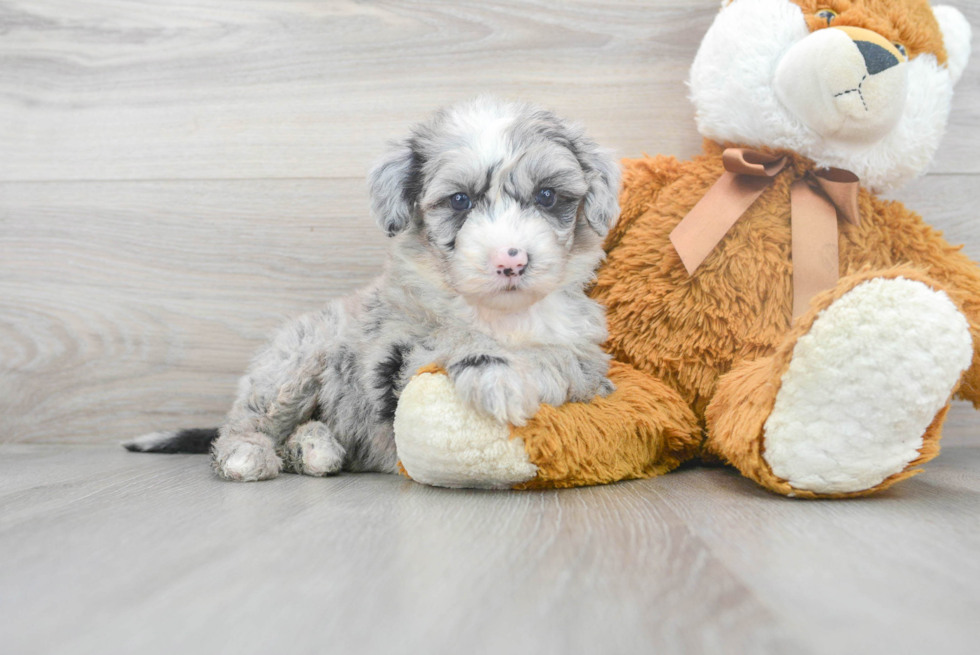 Cute Mini Sheepadoodle Baby