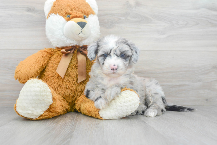 Mini Sheepadoodle Pup Being Cute